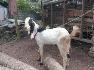 Eluwa Goat