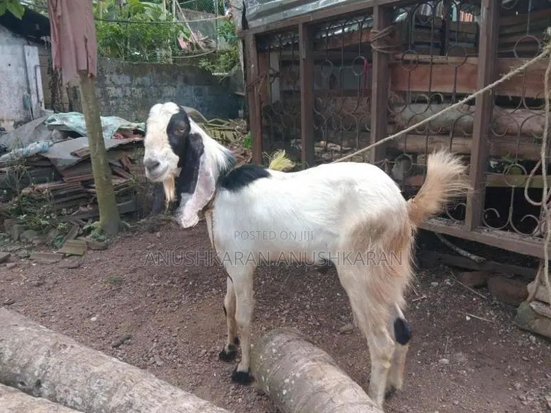 Eluwa Goat