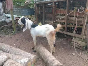 Eluwa Goat