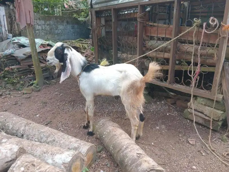 Eluwa Goat