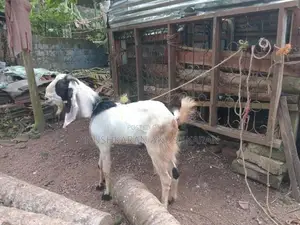 Eluwa Goat
