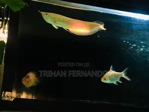Albino Arowana(imported)