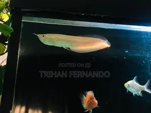 Albino Arowana(imported)