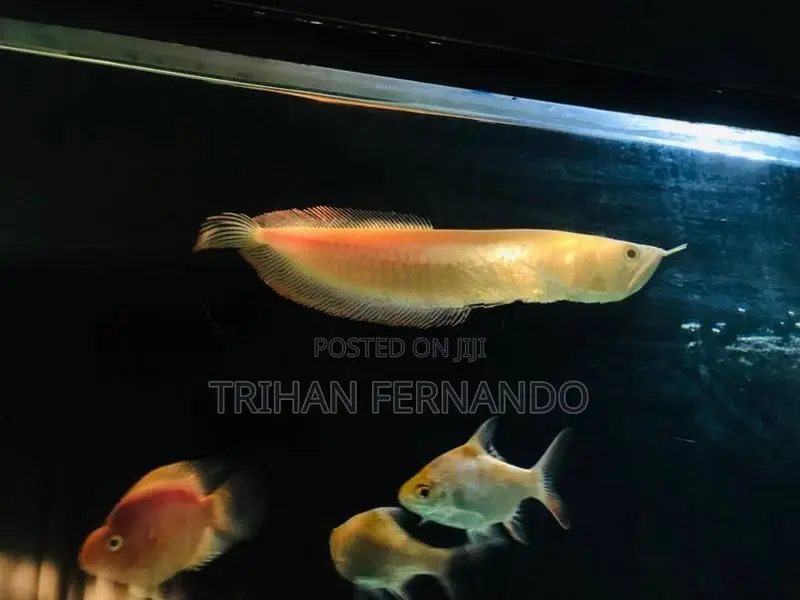 Albino Arowana(imported)
