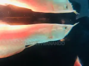 Albino Arowana(imported)