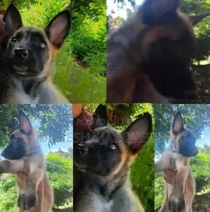 Pure German Shepherd Puppies - 2 Month