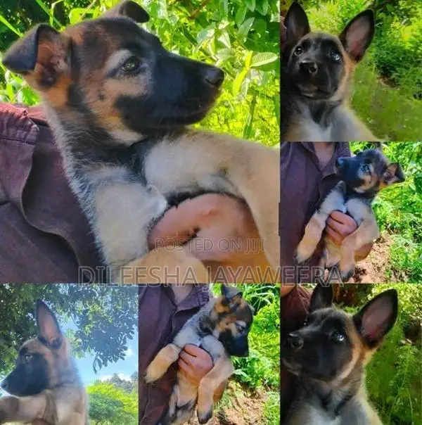 Pure German Shepherd Puppies - 2 Month