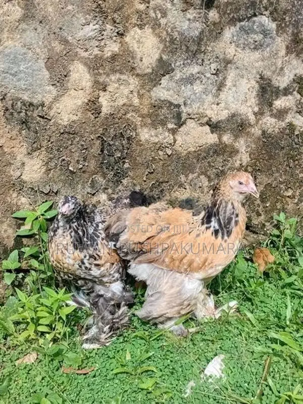 Brahma Hens