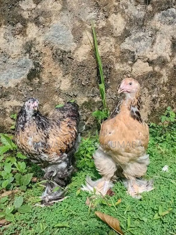 Brahma Hens