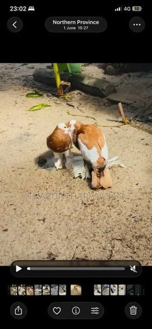 Pouter Breeding Pair