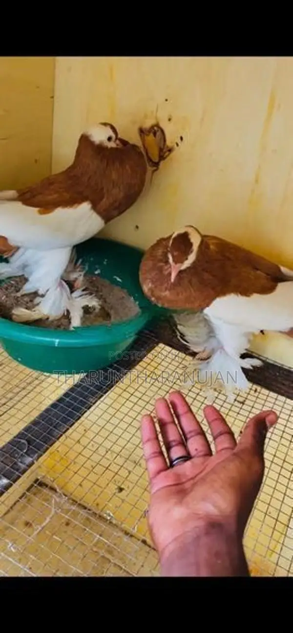 Pouter Breeding Pair