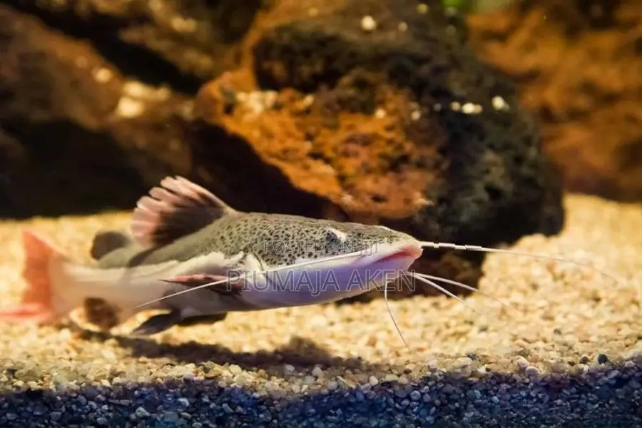Red Tail Catfish