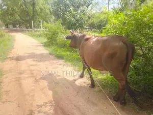 Milk Cow