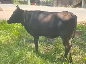 Milk Cow