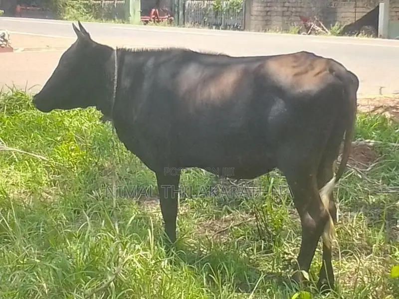 Milk Cow
