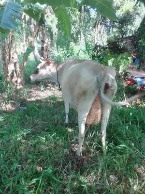 Milk Cow
