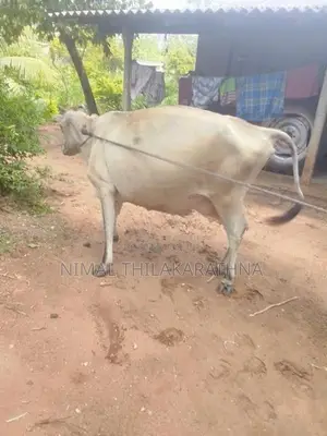 Milk Cow