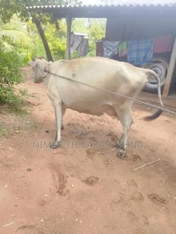 Milk Cow
