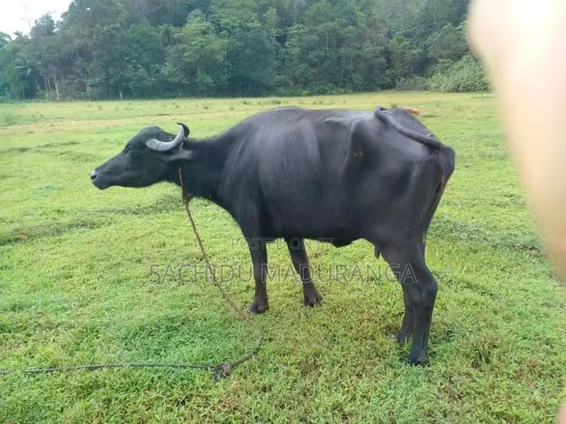Mi Gawayan 3k
