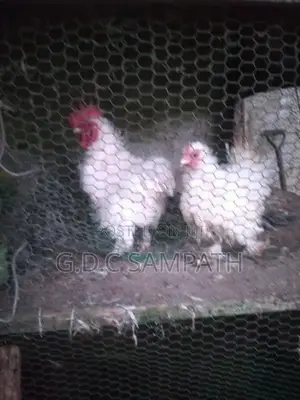 කිකිලියෙක් සහ කුකුලෙක්