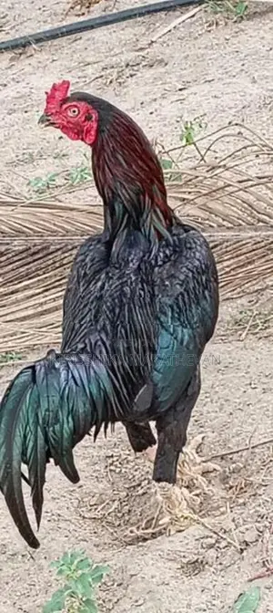 Rooster