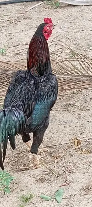 Rooster