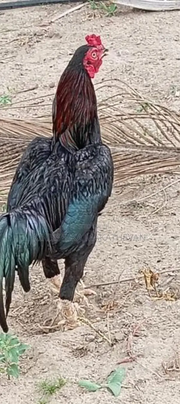 Rooster