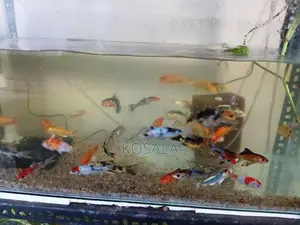 Tricolour Carps