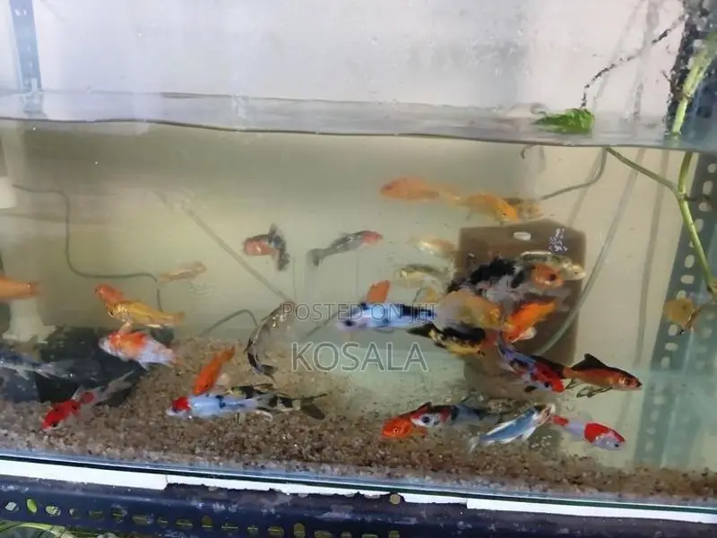 Tricolour Carps