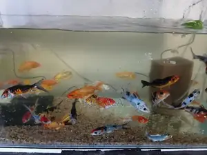 Tricolour Carps