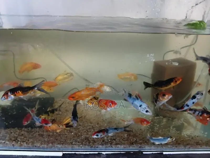 Tricolour Carps