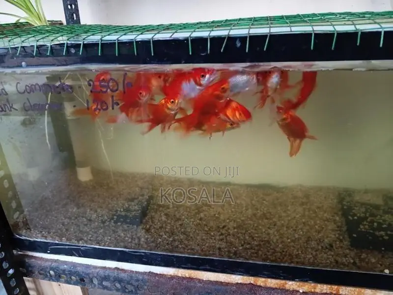 Tricolour Carps