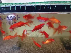 Tricolour Carps