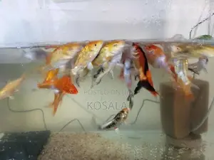 Tricolour Carps