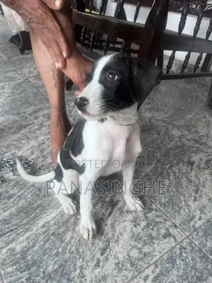 Dalmatian Puppy