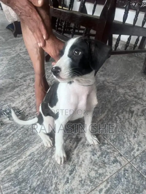 Dalmatian Puppy
