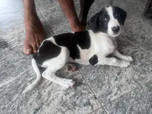 Dalmatian Puppy