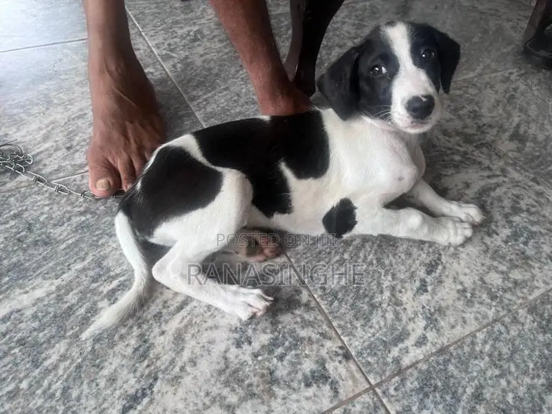 Dalmatian Puppy