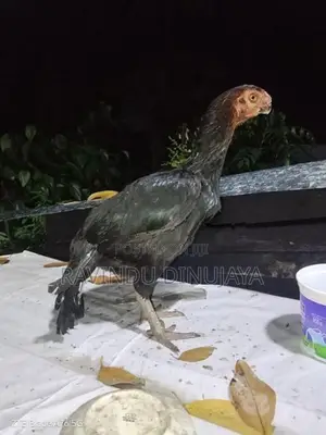 Parrot Beak Hen