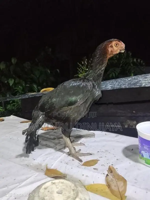Parrot Beak Hen