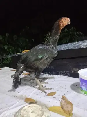 Parrot Beak Hen