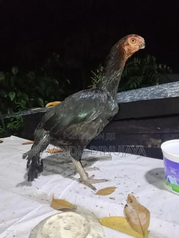 Parrot Beak Hen