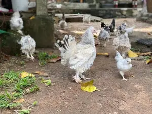 Silkie Bantam