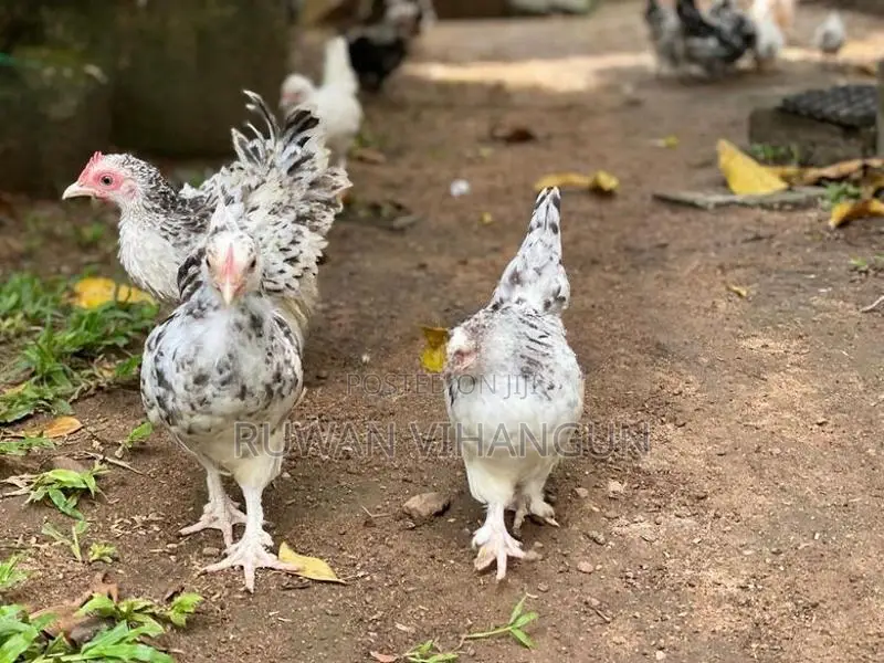 Silkie Bantam