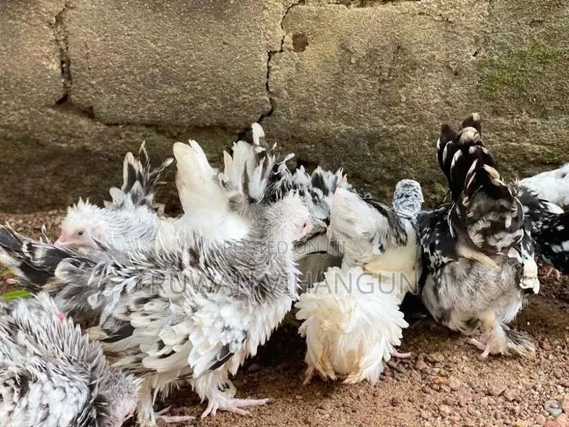 Silkie Bantam