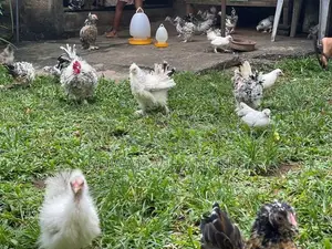 Silkie Bantam