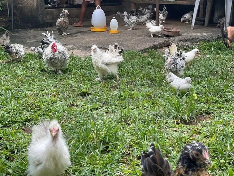 Silkie Bantam