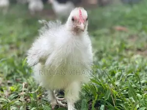 Silkie Bantam