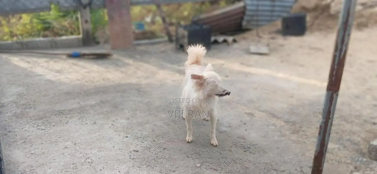 Pomeranian Female Dog