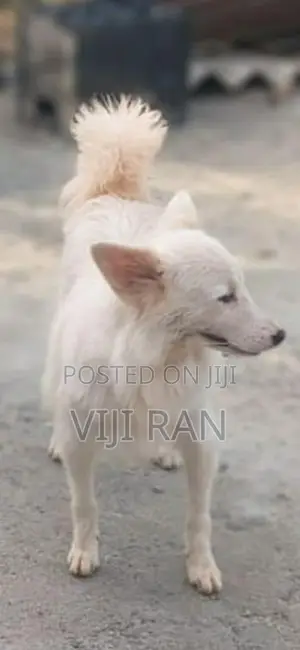 Pomeranian Female Dog